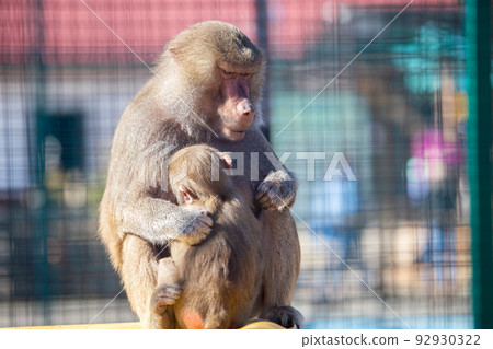 Baboon monkeys in a zoo on sunny day. 92930322