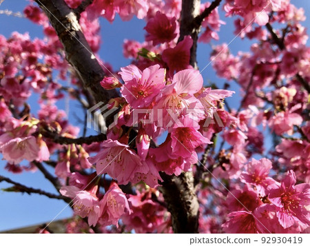Symbol of Japan trees, known as Sakura, cherry trees and their flowers beautify parks in Brazil Symbol of Japan trees, known as Sakura, cherry trees and their flowers beautify parks in Brazil 92930419