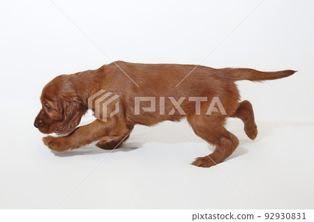 brown adorable Irish setter puppy. photo shoot in the studio on a white background 92930831