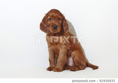 brown adorable Irish setter puppy. photo shoot in the studio on a white background brown adorable Irish setter puppy. photo shoot in the studio on a white background 92930835
