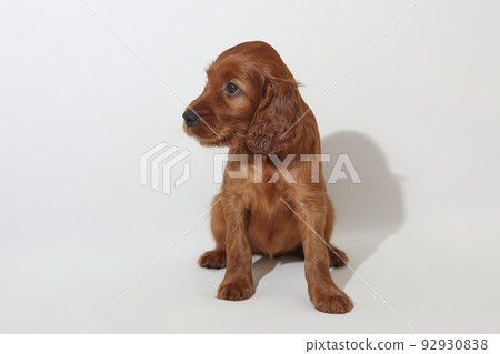 brown adorable Irish setter puppy. photo shoot in the studio on a white background brown adorable Irish setter puppy. photo shoot in the studio on a white background 92930838