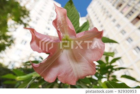 Flowers Brugmansia Fragrant - a tree and shrubs, Solanaceae genus, carriers of psychoactive substances Flowers Brugmansia Fragrant - a tree and shrubs, Solanaceae genus, carriers of psychoactive substances 92930953