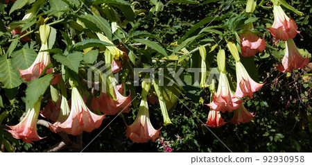 Flowers Brugmansia Fragrant - a tree and shrubs, Solanaceae genus, carriers of psychoactive substances Flowers Brugmansia Fragrant - a tree and shrubs, Solanaceae genus, carriers of psychoactive substances 92930958