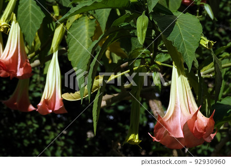 Flowers Brugmansia Fragrant - a tree and shrubs, Solanaceae genus, carriers of psychoactive substances 92930960