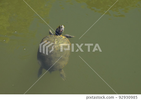 Yamadaike Park Yamadaike Park 92930985