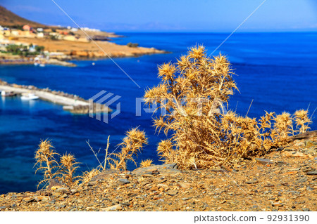 Dry plant on hot sunny day and sea at background 92931390
