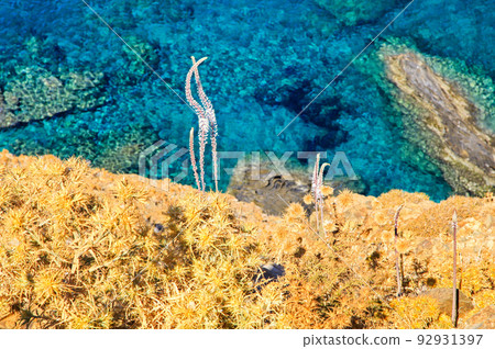 Blooming white  flower on hot sunny day and sea at background 92931397