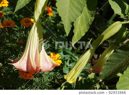 Flowers Brugmansia Fragrant - a tree and shrubs, Solanaceae genus, carriers of psychoactive substances 92931666