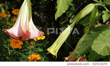Flowers Brugmansia Fragrant - a tree and shrubs, Solanaceae genus, carriers of psychoactive substances 92931670
