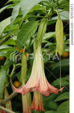 Flowers Brugmansia Fragrant - a tree and shrubs, Solanaceae genus, carriers of psychoactive substances 92931671