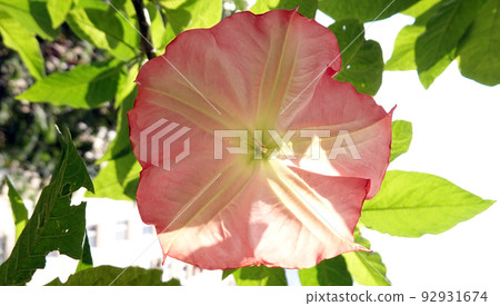 Flowers Brugmansia Fragrant - a tree and shrubs, Solanaceae genus, carriers of psychoactive substances 92931674