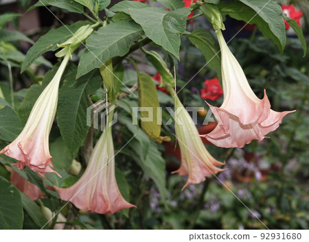 Flowers Brugmansia Fragrant - a tree and shrubs, Solanaceae genus, carriers of psychoactive substances 92931680