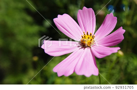 Cosmea flower double-pinnate is an annual flowering plant, the Asteraceae family Cosmea flower double-pinnate is an annual flowering plant, the Asteraceae family 92931705