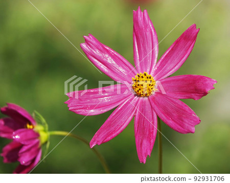 Cosmea flower double-pinnate is an annual flowering plant, the Asteraceae family Cosmea flower double-pinnate is an annual flowering plant, the Asteraceae family 92931706
