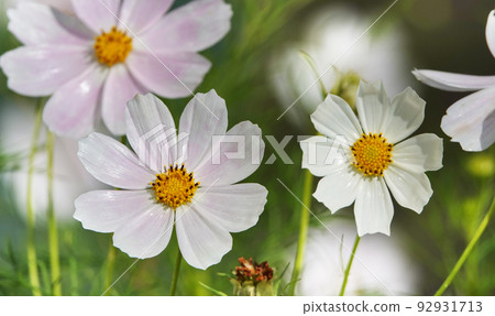 Cosmea flower double-pinnate is an annual flowering plant, the Asteraceae family Cosmea flower double-pinnate is an annual flowering plant, the Asteraceae family 92931713