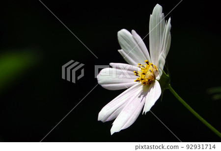 Cosmea flower double-pinnate is an annual flowering plant, the Asteraceae family Cosmea flower double-pinnate is an annual flowering plant, the Asteraceae family 92931714