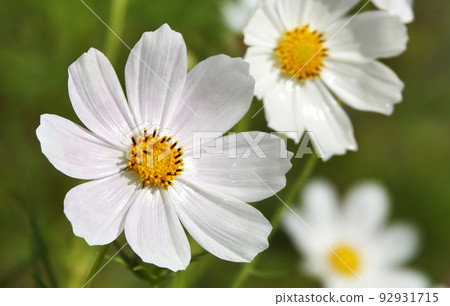 Cosmea flower double-pinnate is an annual flowering plant, the Asteraceae family Cosmea flower double-pinnate is an annual flowering plant, the Asteraceae family 92931715