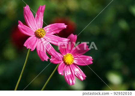 Cosmea flower double-pinnate is an annual flowering plant, the Asteraceae family Cosmea flower double-pinnate is an annual flowering plant, the Asteraceae family 92932010