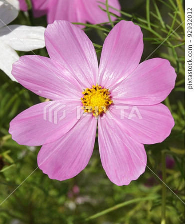 Cosmea flower double-pinnate is an annual flowering plant, the Asteraceae family 92932012