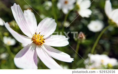 Cosmea flower double-pinnate is an annual flowering plant, the Asteraceae family 92932016