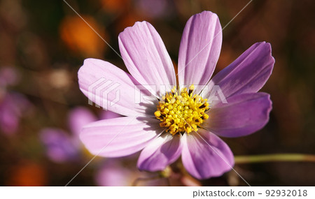 Cosmea flower double-pinnate is an annual flowering plant, the Asteraceae family Cosmea flower double-pinnate is an annual flowering plant, the Asteraceae family 92932018