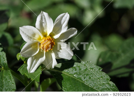 Flowers Dahlia Minion - Dahlia Pinnata close-up very delicate and beautiful Flowers Dahlia Minion - Dahlia Pinnata close-up very delicate and beautiful 92932023