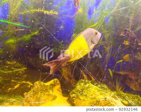 a small, golden fish with fins and a tail swims along the bottom of the oceanarium. fish blow bubbles into the water. nearby stones and colored plants a small, golden fish with fins and a tail swims along the bottom of the oceanarium. fish blow bubbles into the water. nearby stones and colored plants 92932146