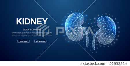Kidneys 3d low poly symbol with connected dots for blue landing page template. Urinary design illustration concept. Polygonal organ illustration 92932234