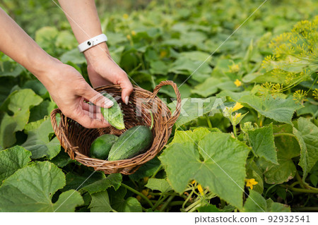 Harvesting cucumbers in the garden. The girl collects cucumbers in a wooden basket. 92932541