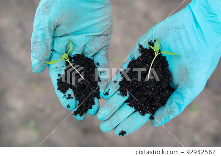 Young seedlings of pepper and tomato. The concept of gardening and seedlings. Young plant. A young girl holds seedlings in her hands. Young seedlings of pepper and tomato. The concept of gardening and seedlings. Young plant. A young girl holds seedlings in her hands. 92932562
