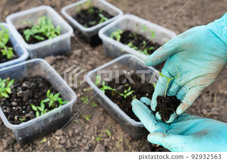 Pepper and tomato seedlings in peat soil in a plastic seedling tray. Young seedlings of pepper. The concept of gardening and seedlings. Young plant. The girl is holding a sapling in her hands. Pepper and tomato seedlings in peat soil in a plastic seedling tray. Young seedlings of pepper. The concept of gardening and seedlings. Young plant. The girl is holding a sapling in her hands. 92932563