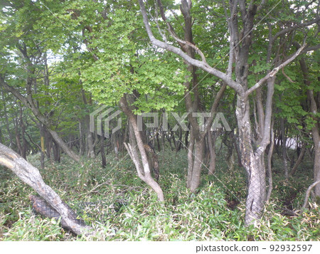 禦在所索道風景 禦在所索道風景 92932597