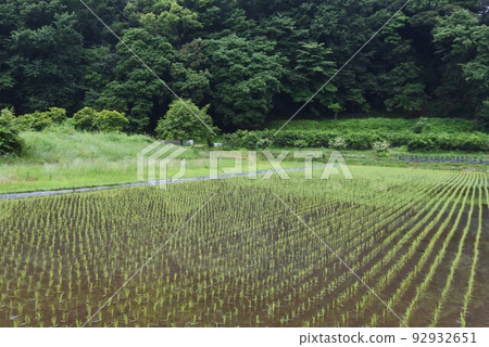 Rice cultivation and growth 92932651