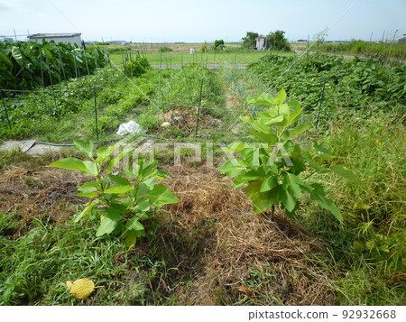 Farm field scenery 92932668