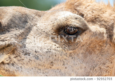 Close up of a camel face  92932703