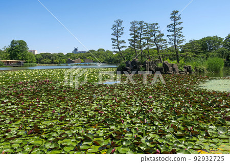Osaka Nagai Botanical Garden Oike water lily and Asaza 92932725