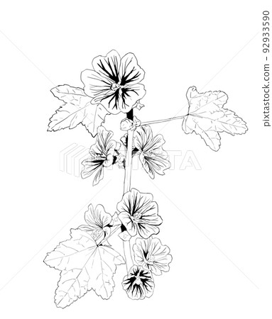 錦葵的單色插圖 92933590