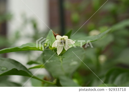 White flowers of Capsicum annuum wet after watering 92933718