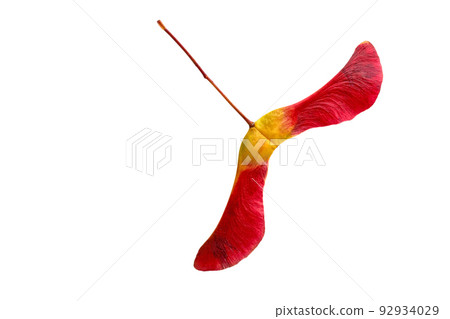 Amazing two-lobed red yellow maple seed pods in bright red yellow on a white background 92934029
