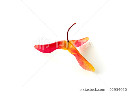 Amazing three-lobed red yellow maple seed pods in bright red yellow on a white background 92934030