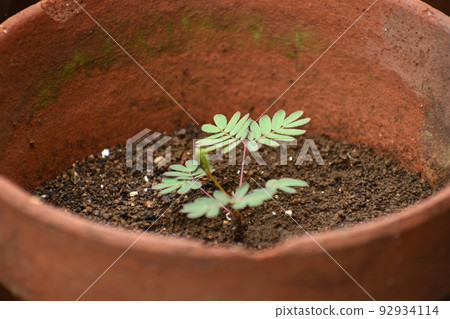 盆栽含羞草 92934114