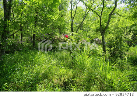 Rhododendron Flower 92934718