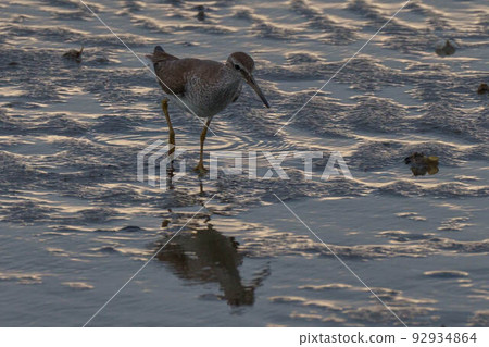 Ki Shishitsugi 92934864