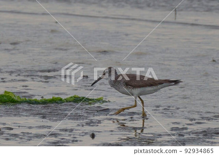 Ki Shishitsugi 92934865