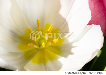 Inner part of white tulip flower bud with smooth delicate petals. Tulips heart with yellow pistil, stamens macro photo. Flowers background for a greeting card. Spring, summer seasonal flora full bloom Inner part of white tulip flower bud with smooth delicate petals. Tulips heart with yellow pistil, stamens macro photo. Flowers background for a greeting card. Spring, summer seasonal flora full bloom 92934902