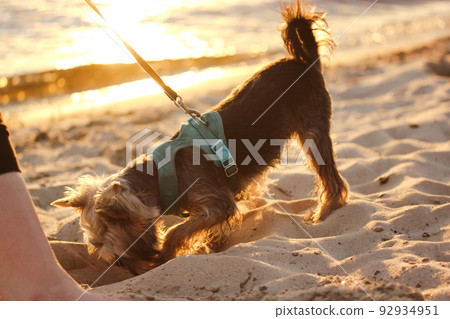 A happy little Yorkshire Terrier doggy is digging a hole in the sand on the sandy shore of a river, sea, or ocean. Travel and vacation with leashed dog, lapdog by the sea at sunset. Canine on a leash. 92934951