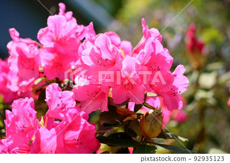 杜鵑花的花 杜鵑花的花 92935123