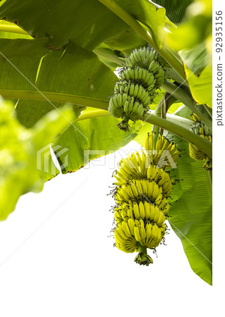 Green and yellow bananas on banana tree in garden on white background. Green and yellow bananas on banana tree in garden on white background. 92935156