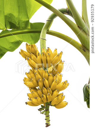 Banana tree with ripe yellow bananas on white background. Banana tree with ripe yellow bananas on white background. 92935179