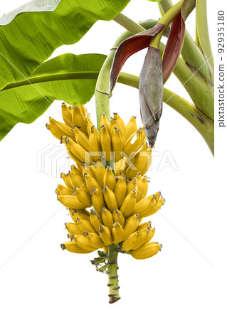 Ripe yellow bananas with banana flower on banana tree on white background. Ripe yellow bananas with banana flower on banana tree on white background. 92935180